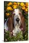 Tri-Color Basset Hound (Male) by Autumn Flowers, Geneva, Illinois, USA-Lynn M^ Stone-Stretched Canvas