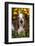 Tri-Color Basset Hound (Male) by Autumn Flowers, Geneva, Illinois, USA-Lynn M^ Stone-Framed Photographic Print