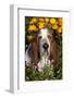 Tri-Color Basset Hound (Male) by Autumn Flowers, Geneva, Illinois, USA-Lynn M^ Stone-Framed Photographic Print