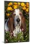 Tri-Color Basset Hound (Male) by Autumn Flowers, Geneva, Illinois, USA-Lynn M^ Stone-Mounted Photographic Print