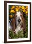 Tri-Color Basset Hound (Male) by Autumn Flowers, Geneva, Illinois, USA-Lynn M^ Stone-Framed Photographic Print