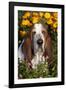 Tri-Color Basset Hound (Male) by Autumn Flowers, Geneva, Illinois, USA-Lynn M^ Stone-Framed Photographic Print