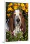 Tri-Color Basset Hound (Male) by Autumn Flowers, Geneva, Illinois, USA-Lynn M^ Stone-Framed Photographic Print