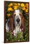 Tri-Color Basset Hound (Male) by Autumn Flowers, Geneva, Illinois, USA-Lynn M^ Stone-Framed Photographic Print