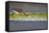 Tri-Colored Heron (Egretta Tricolor) Fishing on the Coast, Texas, USA-Larry Ditto-Framed Stretched Canvas