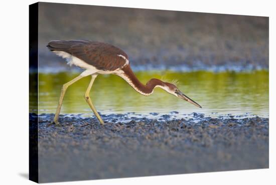 Tri-Colored Heron (Egretta Tricolor) Fishing on the Coast, Texas, USA-Larry Ditto-Stretched Canvas