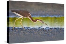 Tri-Colored Heron (Egretta Tricolor) Fishing on the Coast, Texas, USA-Larry Ditto-Stretched Canvas