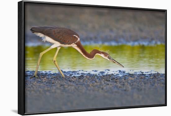 Tri-Colored Heron (Egretta Tricolor) Fishing on the Coast, Texas, USA-Larry Ditto-Framed Photographic Print