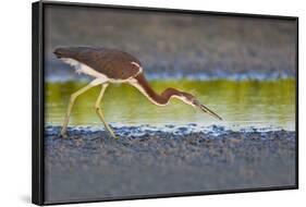 Tri-Colored Heron (Egretta Tricolor) Fishing on the Coast, Texas, USA-Larry Ditto-Framed Photographic Print