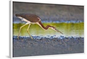 Tri-Colored Heron (Egretta Tricolor) Fishing on the Coast, Texas, USA-Larry Ditto-Framed Photographic Print