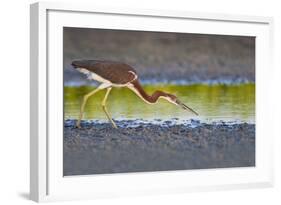 Tri-Colored Heron (Egretta Tricolor) Fishing on the Coast, Texas, USA-Larry Ditto-Framed Photographic Print