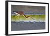 Tri-Colored Heron (Egretta Tricolor) Fishing on the Coast, Texas, USA-Larry Ditto-Framed Photographic Print