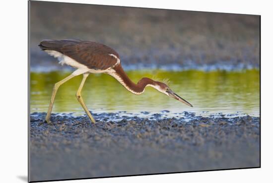 Tri-Colored Heron (Egretta Tricolor) Fishing on the Coast, Texas, USA-Larry Ditto-Mounted Photographic Print