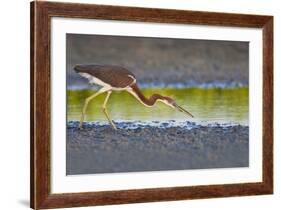 Tri-Colored Heron (Egretta Tricolor) Fishing on the Coast, Texas, USA-Larry Ditto-Framed Photographic Print