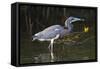 Tri-Colored Heron (Egretta Tricolor) Fishing on the Coast, Texas, USA-Larry Ditto-Framed Stretched Canvas