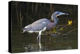 Tri-Colored Heron (Egretta Tricolor) Fishing on the Coast, Texas, USA-Larry Ditto-Stretched Canvas