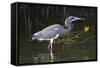 Tri-Colored Heron (Egretta Tricolor) Fishing on the Coast, Texas, USA-Larry Ditto-Framed Stretched Canvas