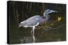 Tri-Colored Heron (Egretta Tricolor) Fishing on the Coast, Texas, USA-Larry Ditto-Stretched Canvas