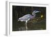 Tri-Colored Heron (Egretta Tricolor) Fishing on the Coast, Texas, USA-Larry Ditto-Framed Photographic Print