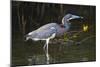 Tri-Colored Heron (Egretta Tricolor) Fishing on the Coast, Texas, USA-Larry Ditto-Mounted Photographic Print