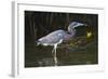 Tri-Colored Heron (Egretta Tricolor) Fishing on the Coast, Texas, USA-Larry Ditto-Framed Photographic Print