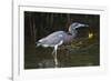 Tri-Colored Heron (Egretta Tricolor) Fishing on the Coast, Texas, USA-Larry Ditto-Framed Photographic Print