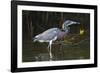 Tri-Colored Heron (Egretta Tricolor) Fishing on the Coast, Texas, USA-Larry Ditto-Framed Photographic Print