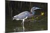 Tri-Colored Heron (Egretta Tricolor) Fishing on the Coast, Texas, USA-Larry Ditto-Mounted Photographic Print