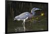 Tri-Colored Heron (Egretta Tricolor) Fishing on the Coast, Texas, USA-Larry Ditto-Framed Photographic Print