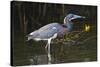 Tri-Colored Heron (Egretta Tricolor) Fishing on the Coast, Texas, USA-Larry Ditto-Stretched Canvas