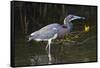 Tri-Colored Heron (Egretta Tricolor) Fishing on the Coast, Texas, USA-Larry Ditto-Framed Stretched Canvas