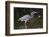 Tri-Colored Heron (Egretta Tricolor) Fishing on the Coast, Texas, USA-Larry Ditto-Framed Photographic Print