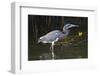 Tri-Colored Heron (Egretta Tricolor) Fishing on the Coast, Texas, USA-Larry Ditto-Framed Photographic Print