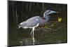 Tri-Colored Heron (Egretta Tricolor) Fishing on the Coast, Texas, USA-Larry Ditto-Mounted Photographic Print