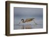 Tri-Colored Heron Feeding in Saline Wetland-Larry Ditto-Framed Photographic Print