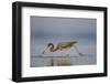 Tri-Colored Heron Feeding in Saline Wetland-Larry Ditto-Framed Photographic Print