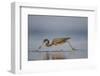 Tri-Colored Heron Feeding in Saline Wetland-Larry Ditto-Framed Photographic Print