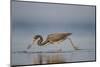 Tri-Colored Heron Feeding in Saline Wetland-Larry Ditto-Mounted Photographic Print