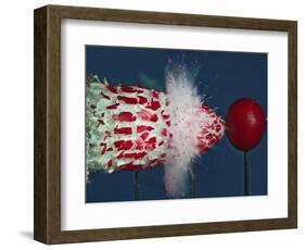 Tri Radish Destruction-Alan Sailer-Framed Photographic Print