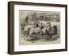 Trial of Sheep-Dogs at the Alexandra Palace-Samuel John Carter-Framed Giclee Print