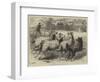 Trial of Sheep-Dogs at the Alexandra Palace-Samuel John Carter-Framed Giclee Print