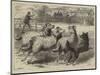 Trial of Sheep-Dogs at the Alexandra Palace-Samuel John Carter-Mounted Giclee Print