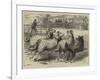 Trial of Sheep-Dogs at the Alexandra Palace-Samuel John Carter-Framed Giclee Print