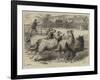 Trial of Sheep-Dogs at the Alexandra Palace-Samuel John Carter-Framed Giclee Print