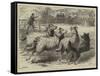 Trial of Sheep-Dogs at the Alexandra Palace-Samuel John Carter-Framed Stretched Canvas