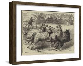 Trial of Sheep-Dogs at the Alexandra Palace-Samuel John Carter-Framed Giclee Print