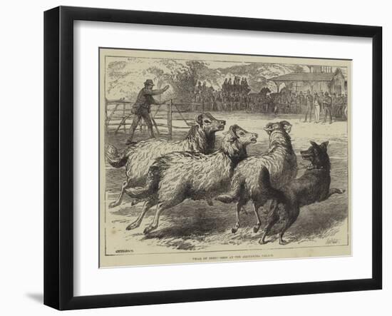 Trial of Sheep-Dogs at the Alexandra Palace-Samuel John Carter-Framed Giclee Print