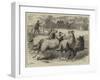 Trial of Sheep-Dogs at the Alexandra Palace-Samuel John Carter-Framed Giclee Print