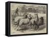 Trial of Sheep-Dogs at the Alexandra Palace-Samuel John Carter-Framed Stretched Canvas