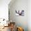 Triangle 3-LXXIII-Fernando Palma-Stretched Canvas displayed on a wall